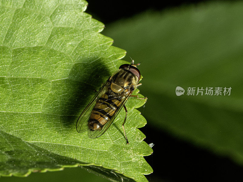 Episyrphus balteatus